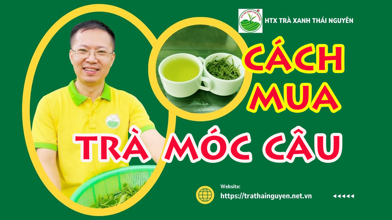 cach-mua-tra-moc-cau-thai-nguyen