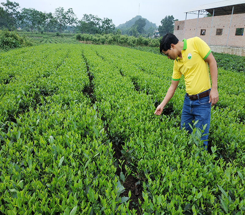 doi-che-tan-cuong-thai-nguyen