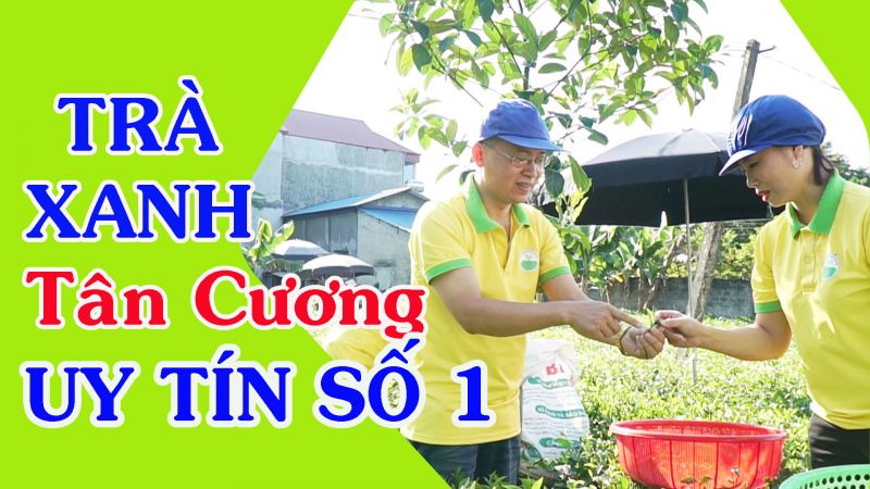 Trà Xanh Tân Cương Thái Nguyên ngon, chất lượng, giá chỉ 300k