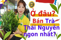 Top 5 loại trà đặc sản Thái Nguyên ngon và nổi tiếng
