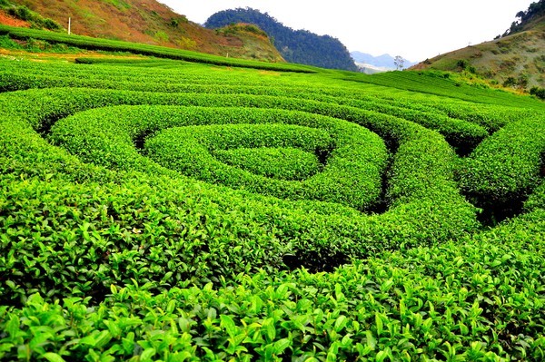 Hình ảnh tuyệt đẹp của chè Thái Nguyên