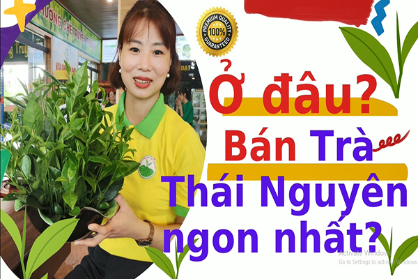 Giới thiệu về Trà Móc Câu Thái Nguyên đỉnh cao