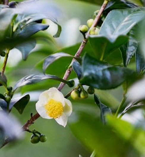 Top 10 lợi ích sức khỏe từ nụ hoa trà xanh nguyên chất