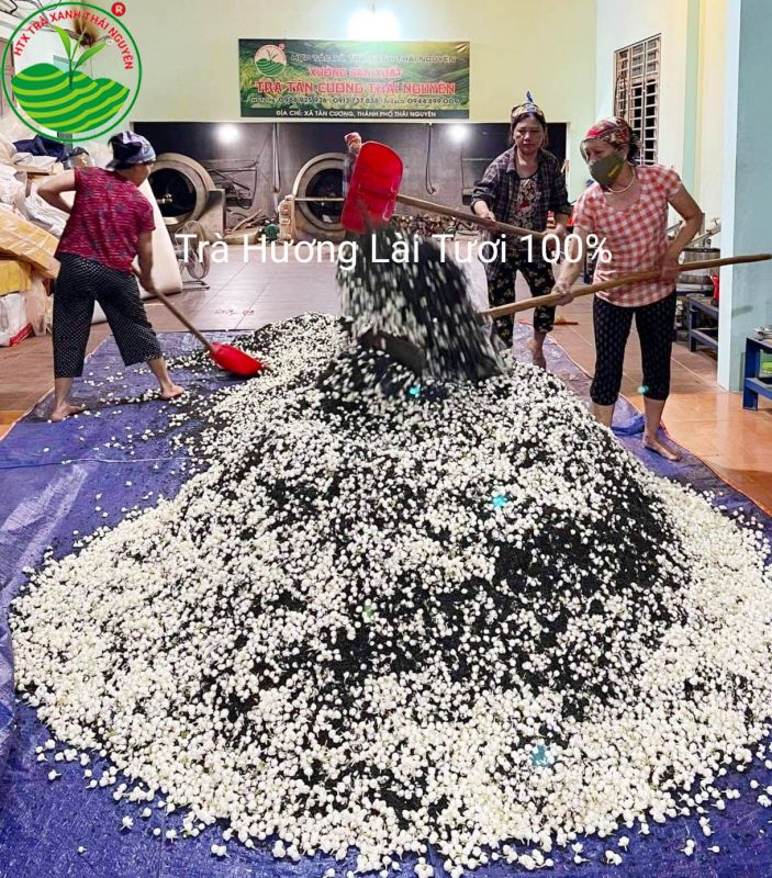 Trà Nhài: 7 Lợi ích Tuyệt vời cho Sức khỏe Tim mạch và Cách Thưởng thức