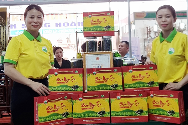 4 Bước Pha Trà Đinh Thái Nguyên Giữ Trọn Hương Vị Tinh Túy