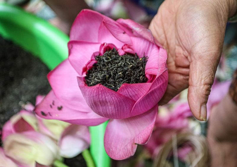 Bí quyết ướp 7 lần hoa sen: Hé lộ 5 điểm khác biệt của trà hoa sen nguyên bông