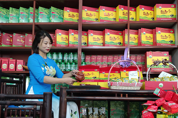 Cách lựa chọn sản phẩm trà xanh Tân Cương